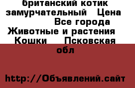 британский котик замурчательный › Цена ­ 12 000 - Все города Животные и растения » Кошки   . Псковская обл.